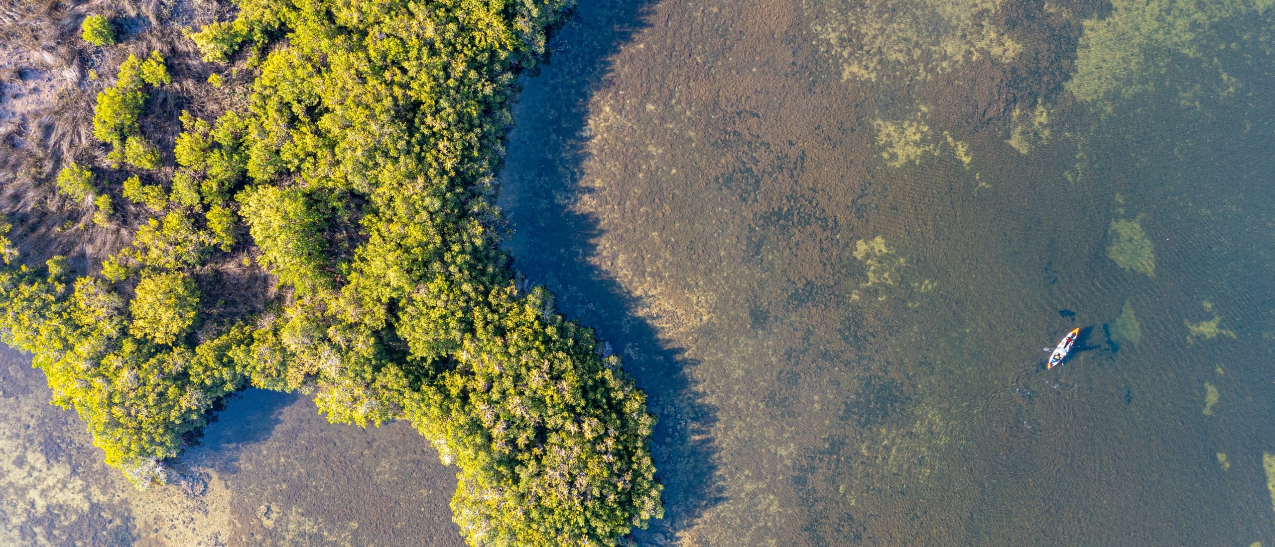 Aerial view of clear shallow water next to a lush green mangrove shoreline with a single kayak paddling in the distance.