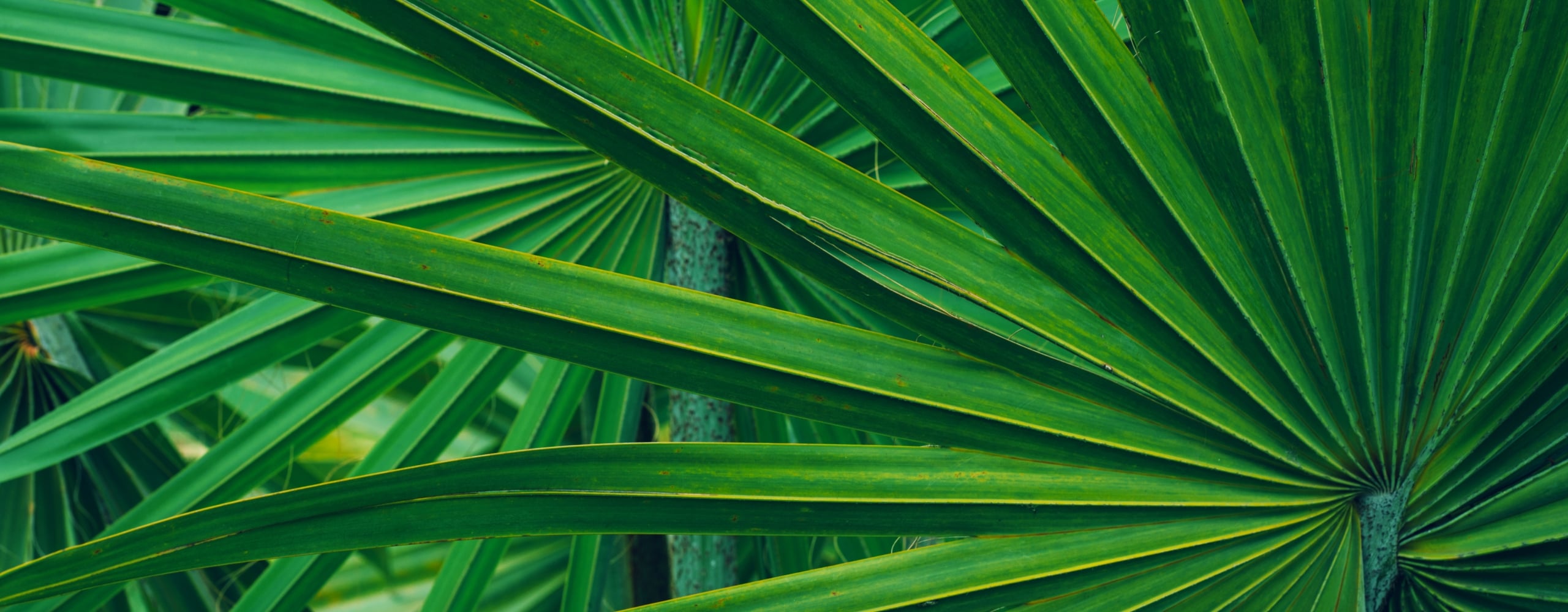 Close-up of vibrant, dark green palmate palm fronds creating a dense, overlapping tropical texture.