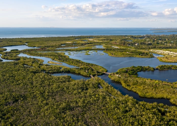 High-angle aerial view of the lush green mangrove wetlands and winding waterways of a preservation reserve on a bright day.