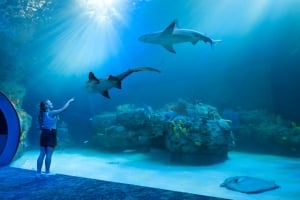A woman looking into a large aquarium tank at Mote Marine Laboratory, with sharks and a stingray swimming by.