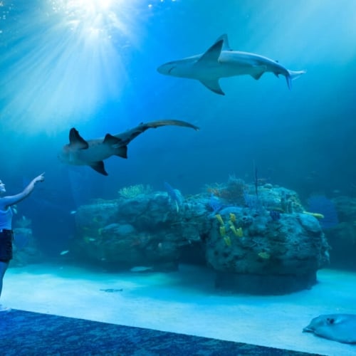 A woman looking into a large aquarium tank at Mote Marine Laboratory, with sharks and a stingray swimming by.