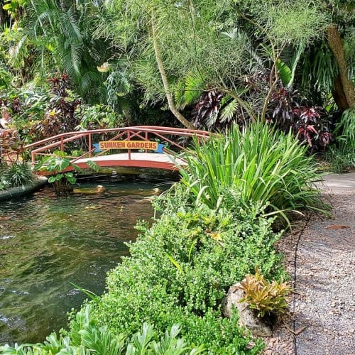A lush, green garden scene at Sunken Gardens featuring a gravel pathway on the right that winds past dense tropical foliage, palm trees, and manicured bushes. On the left, a small pond or stream flows beneath a decorative red footbridge labeled with a "Sunken Gardens" sign, with a person visible walking on the far side.