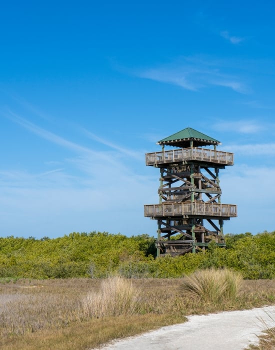 A tall, multi-story wooden observation tower standing amidst green coastal mangroves and bushes under a clear blue sky, with a sandy pathway in the foreground.