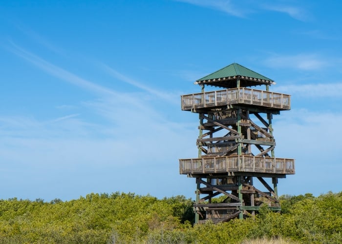 A tall, multi-story wooden observation tower standing amidst green coastal mangroves and bushes under a clear blue sky, with a sandy pathway in the foreground.